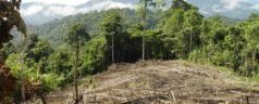 Se pierde 10% de vida silvestre en la Mixteca por deforestación