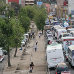 Derribarán 261 árboles y palmas en Periférico de Oaxaca