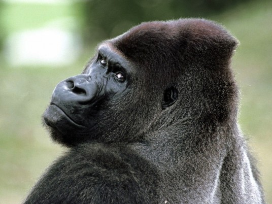 Gorila1